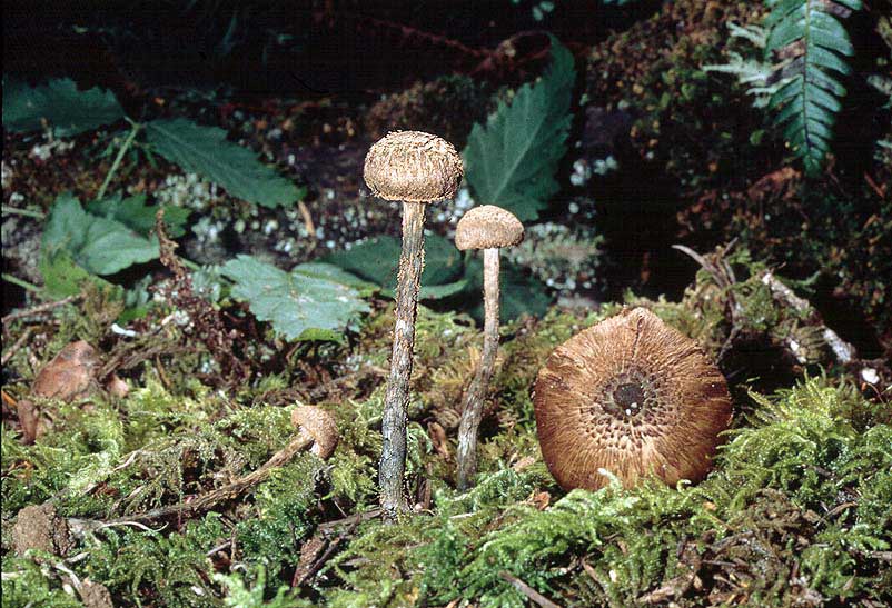 Inocybe calamistrata